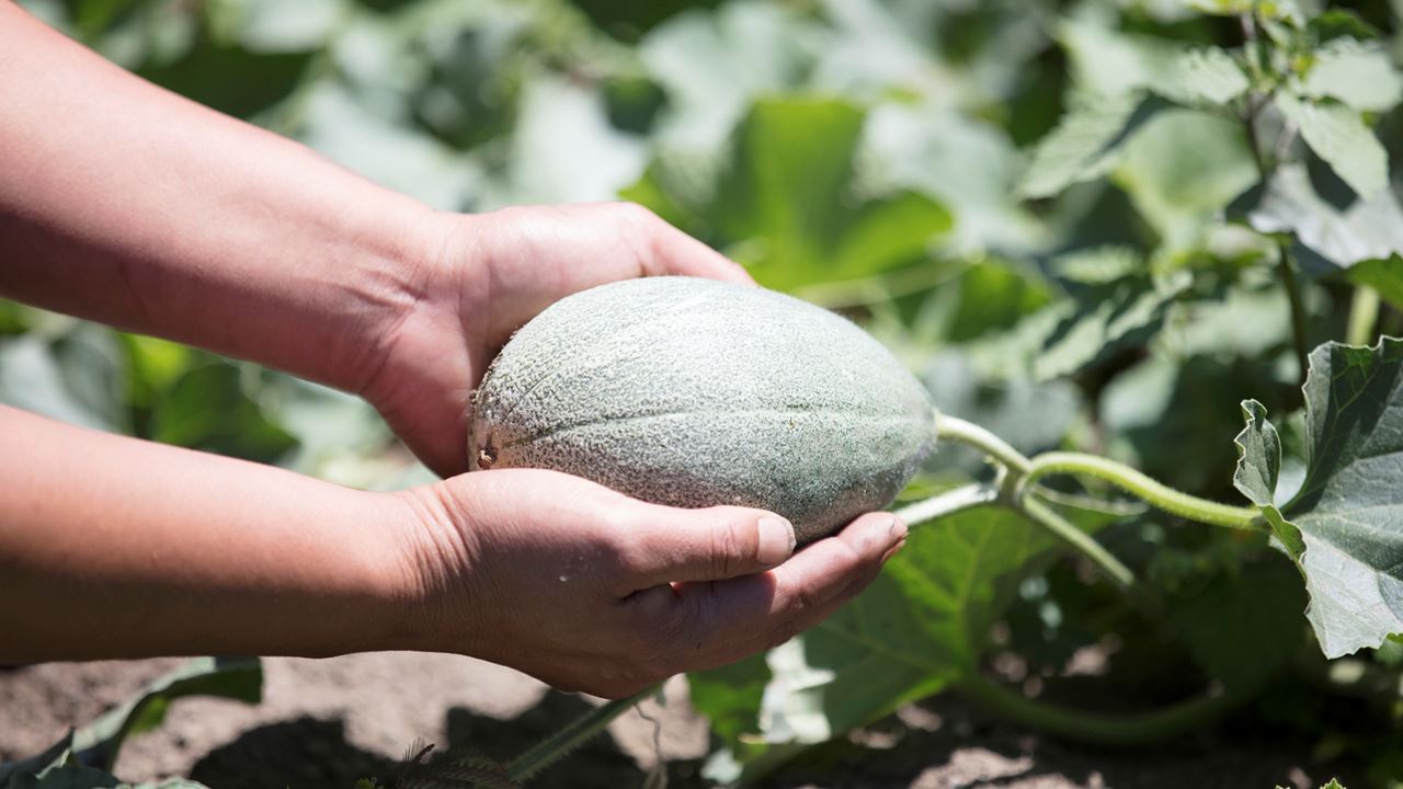 Melons being harvested